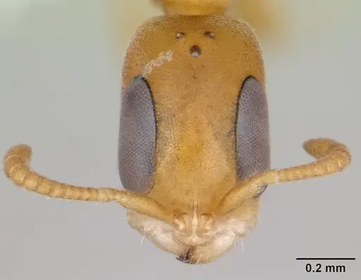 Pseudomyrmex urbanus specimen CASENT0173783 image casent0173783_2