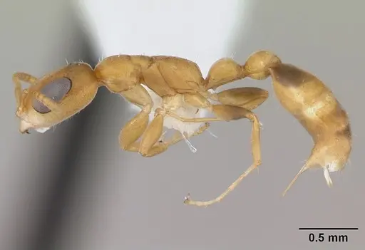 Pseudomyrmex urbanus specimen CASENT0173783 image casent0173783_3