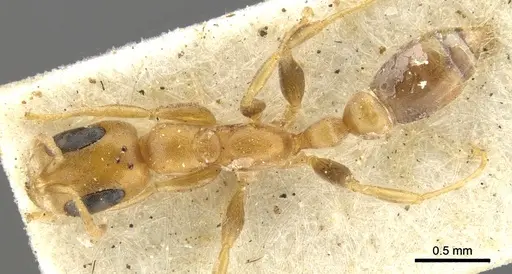 Pseudomyrmex urbanus specimen CASENT0902916 image casent0902916_1