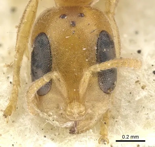Pseudomyrmex urbanus specimen CASENT0902916 image casent0902916_2
