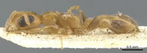 Pseudomyrmex urbanus specimen CASENT0902916 image casent0902916_3