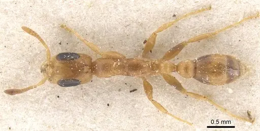 Pseudomyrmex urbanus specimen CASENT0915522 image casent0915522_1