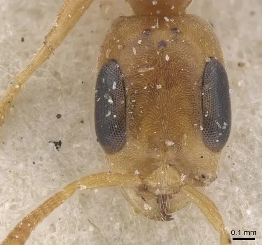 Pseudomyrmex urbanus specimen CASENT0915522 image casent0915522_2
