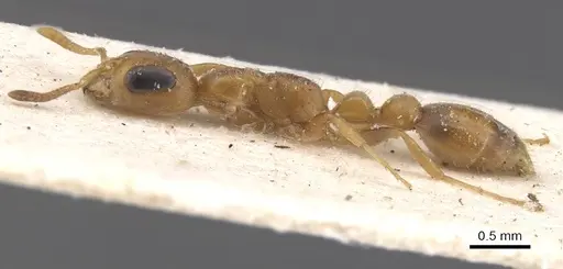 Pseudomyrmex urbanus specimen CASENT0915522 image casent0915522_3