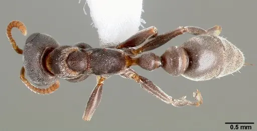 Pseudomyrmex veneficus specimen CASENT0005801 image casent0005801_1