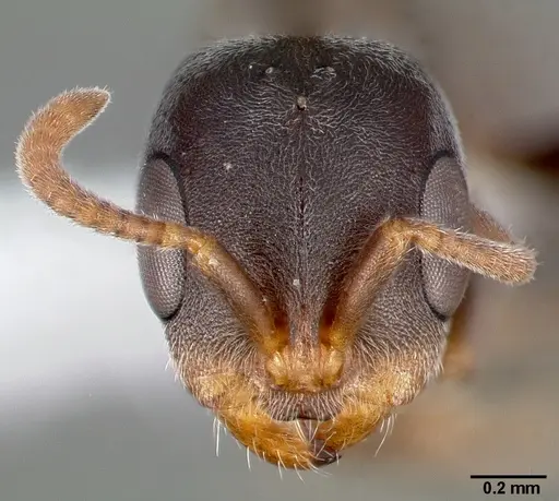 Pseudomyrmex veneficus specimen CASENT0005801 image casent0005801_2