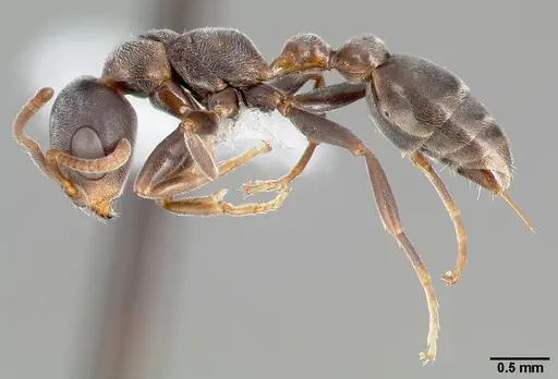Pseudomyrmex veneficus specimen CASENT0005801 image casent0005801_3
