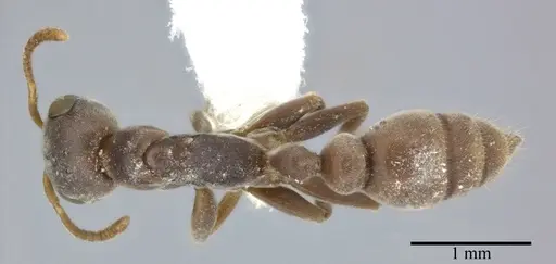 Pseudomyrmex veneficus specimen CASENT0246301 image casent0246301_1