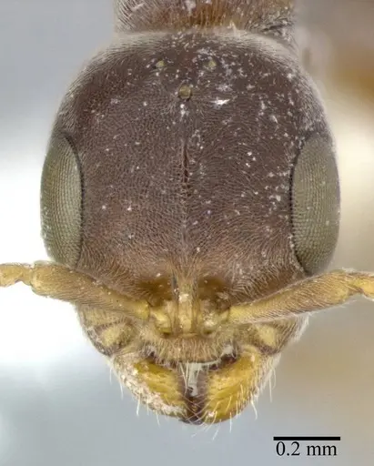 Pseudomyrmex veneficus specimen CASENT0246301 image casent0246301_2