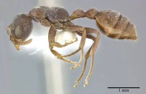 Pseudomyrmex veneficus specimen CASENT0246301 image casent0246301_3