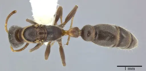 Pseudomyrmex veneficus specimen CASENT0246312 image casent0246312_1