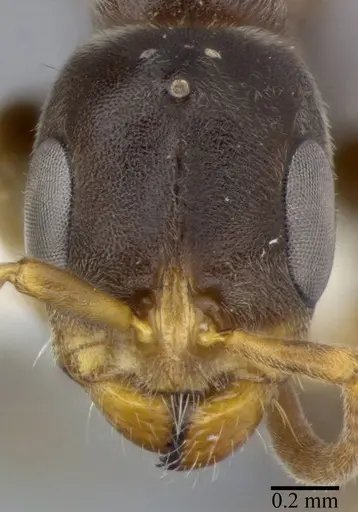 Pseudomyrmex veneficus specimen CASENT0246312 image casent0246312_2