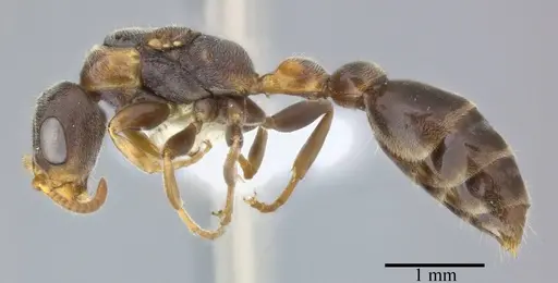 Pseudomyrmex veneficus specimen CASENT0246312 image casent0246312_3