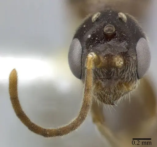 Pseudomyrmex veneficus specimen CASENT0246347 image casent0246347_2