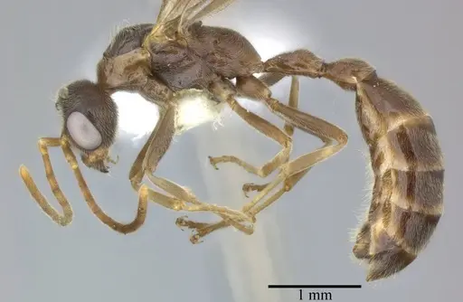 Pseudomyrmex veneficus specimen CASENT0246347 image casent0246347_3