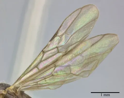 Pseudomyrmex veneficus specimen CASENT0246347 image casent0246347_4