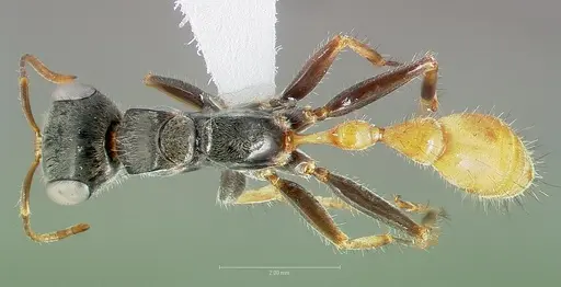 Pseudomyrmex venustus specimen CASENT0005857 image casent0005857_1