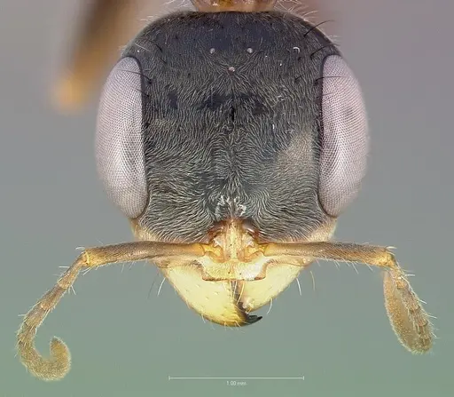 Pseudomyrmex venustus specimen CASENT0005857 image casent0005857_2