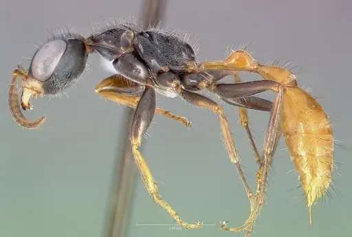 Pseudomyrmex venustus specimen CASENT0005857 image casent0005857_3
