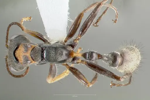 Pseudomyrmex venustus specimen CASENT0005861 image casent0005861_1