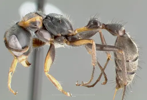 Pseudomyrmex venustus specimen CASENT0005861 image casent0005861_3
