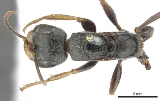 Pseudomyrmex venustus specimen CASENT0902856 image casent0902856_1