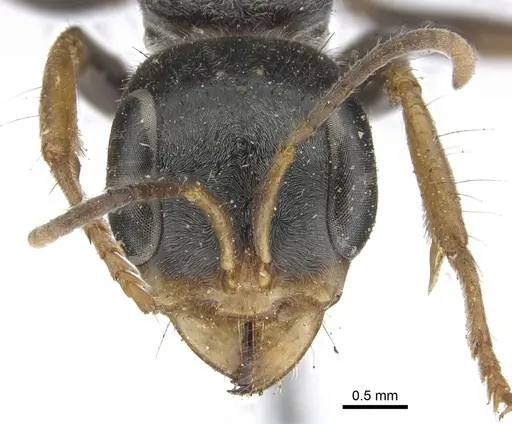 Pseudomyrmex venustus specimen CASENT0902856 image casent0902856_2