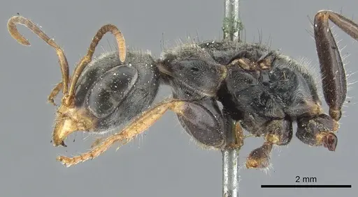 Pseudomyrmex venustus specimen CASENT0902856 image casent0902856_3