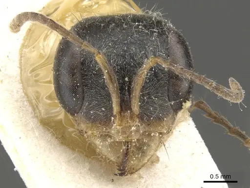 Pseudomyrmex venustus specimen CASENT0902857 image casent0902857_2