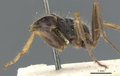 Pseudomyrmex venustus specimen CASENT0902857 image casent0902857_3