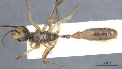Pseudomyrmex venustus specimen CASENT0902858 image casent0902858_1
