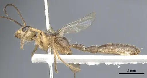 Pseudomyrmex venustus specimen CASENT0902858 image casent0902858_3