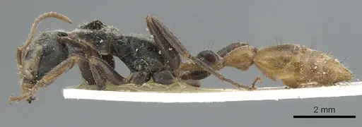 Pseudomyrmex venustus specimen CASENT0902859 image casent0902859_3