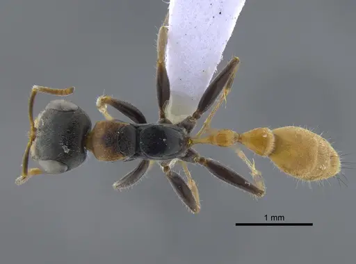 Pseudomyrmex venustus specimen CBUMAGENT41733 image cbumagent41733_1