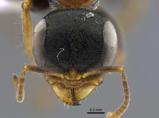 Pseudomyrmex venustus specimen CBUMAGENT41733 image cbumagent41733_2