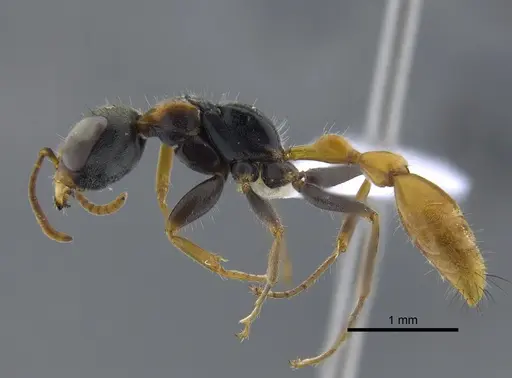 Pseudomyrmex venustus specimen CBUMAGENT41733 image cbumagent41733_3