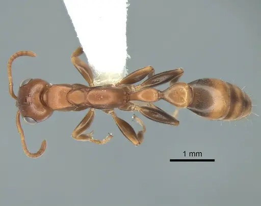 Pseudomyrmex veracruzensis specimen CASENT0863542 image casent0863542_1
