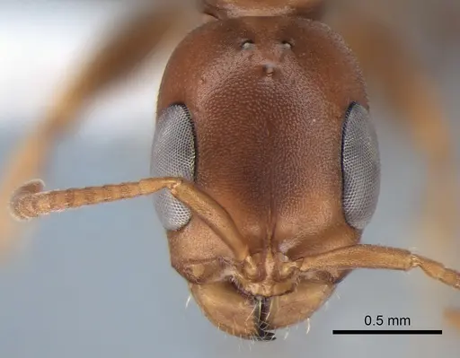 Pseudomyrmex veracruzensis specimen CASENT0863542 image casent0863542_2