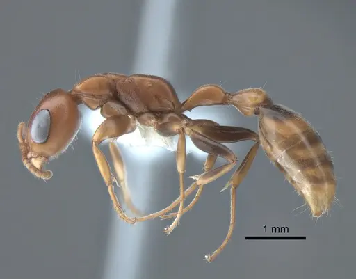Pseudomyrmex veracruzensis specimen CASENT0863542 image casent0863542_3