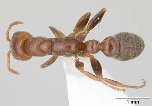 Pseudomyrmex viduus specimen CASENT0178710 image casent0178710_1