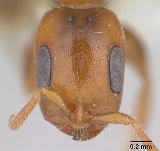 Pseudomyrmex viduus specimen CASENT0178710 image casent0178710_2
