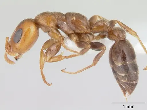 Pseudomyrmex viduus specimen CASENT0178710 image casent0178710_3