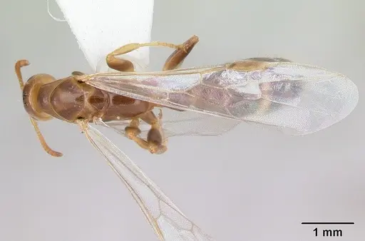 Pseudomyrmex viduus specimen CASENT0178711 image casent0178711_1