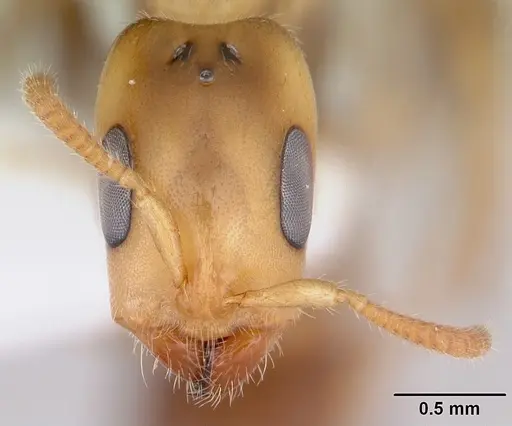 Pseudomyrmex viduus specimen CASENT0178711 image casent0178711_2