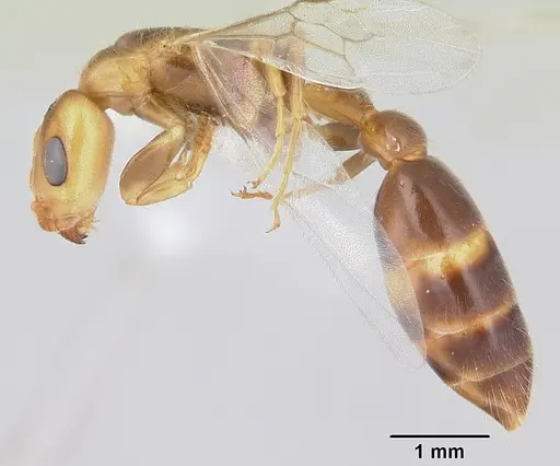 Pseudomyrmex viduus specimen CASENT0178711 image casent0178711_3