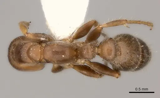Pseudomyrmex viduus specimen CASENT0217584 image casent0217584_1