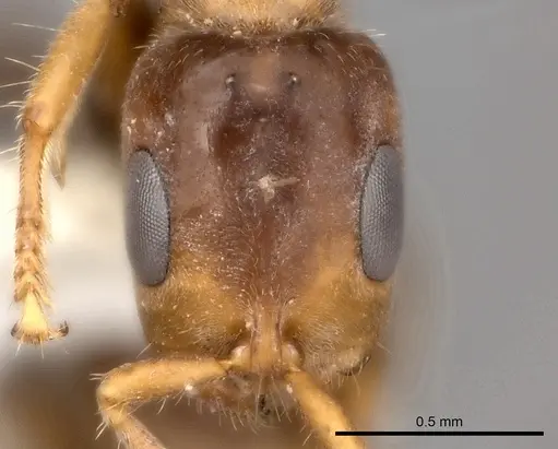 Pseudomyrmex viduus specimen CASENT0217584 image casent0217584_2