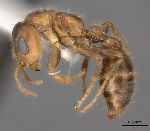 Pseudomyrmex viduus specimen CASENT0217584 image casent0217584_3