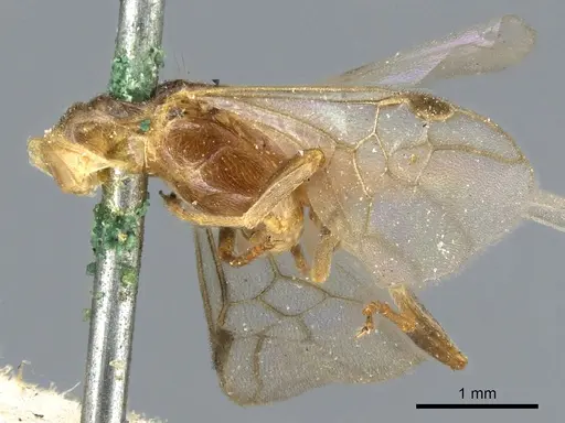 Pseudomyrmex viduus specimen CASENT0902880 image casent0902880_2
