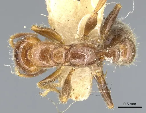 Pseudomyrmex viduus specimen CASENT0902881 image casent0902881_1